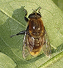narcissus bulb fly