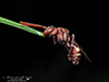 nomad bee (Nomada sp.)