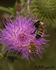 northern amber bumble bee