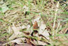 northern cloudywing