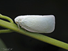 northern flatid planthopper
