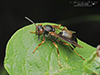 northern paper wasp