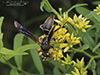 northern paper wasp