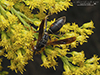 northern paper wasp