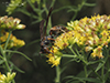 northern paper wasp