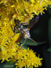 northern paper wasp