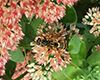 northern paper wasp