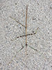 northern walkingstick