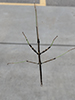 northern walkingstick