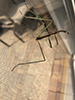 northern walkingstick