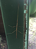 northern walkingstick