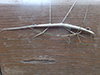 northern walkingstick