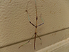 northern walkingstick