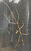 northern walkingstick