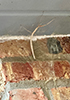 northern walkingstick