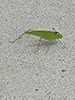 oblong-winged katydid