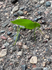 oblong-winged katydid