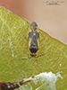 obscure plant bug