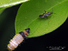 obscure plant bug