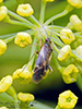 obscure plant bug