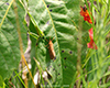 orange virbia moth