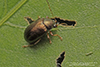 oval leaf beetle (Rhabdopterus sp.)