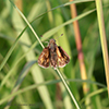 Peck’s skipper