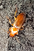 Pennsylvania dingy ground beetle