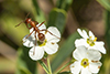 pallidefulva-group field ant (Formica pallidefulva group)