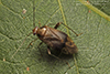 pear plant bug