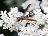 perennial mason wasp