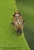 plant bug (Agnocoris rubicundus)