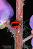 plant bug (Metriorrhynchomiris dislocatus)