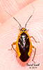 plant bug (Metriorrhynchomiris dislocatus)