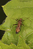 plant bug (Paraxenetus guttulatus)