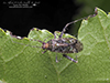 plant bug (Phytocoris eximius)