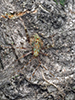 plant bug (Phytocoris tibialis)