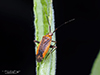 plant bug (Taedia sp.)
