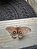 polyphemus moth