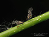 poplar leaf aphid