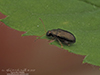 potato flea beetle (Psylliodes affinis)