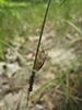 predatory stink bug (Podisus placidus)