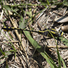 pronghorn clubtail