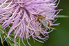 pruinose squash bee