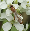 pufftail (Sphegina Subgenus Asiosphegina)