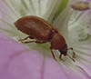 raspberry fruitworm beetle
