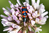 red-blue checkered beetle