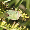 red-shouldered stink bug