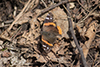 red admiral