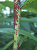 red goldenrod aphid